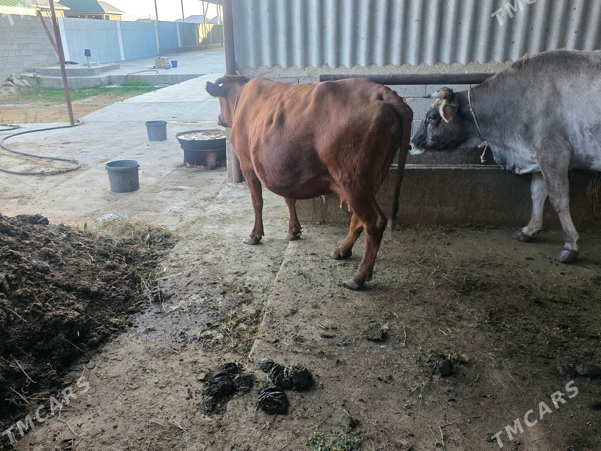 göleli sygyr - Bäherden - img 2