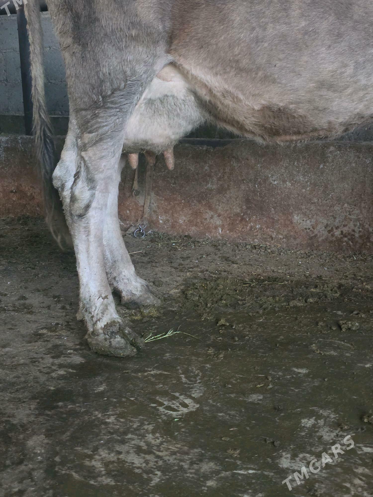 göleli sygyr - Bäherden - img 5