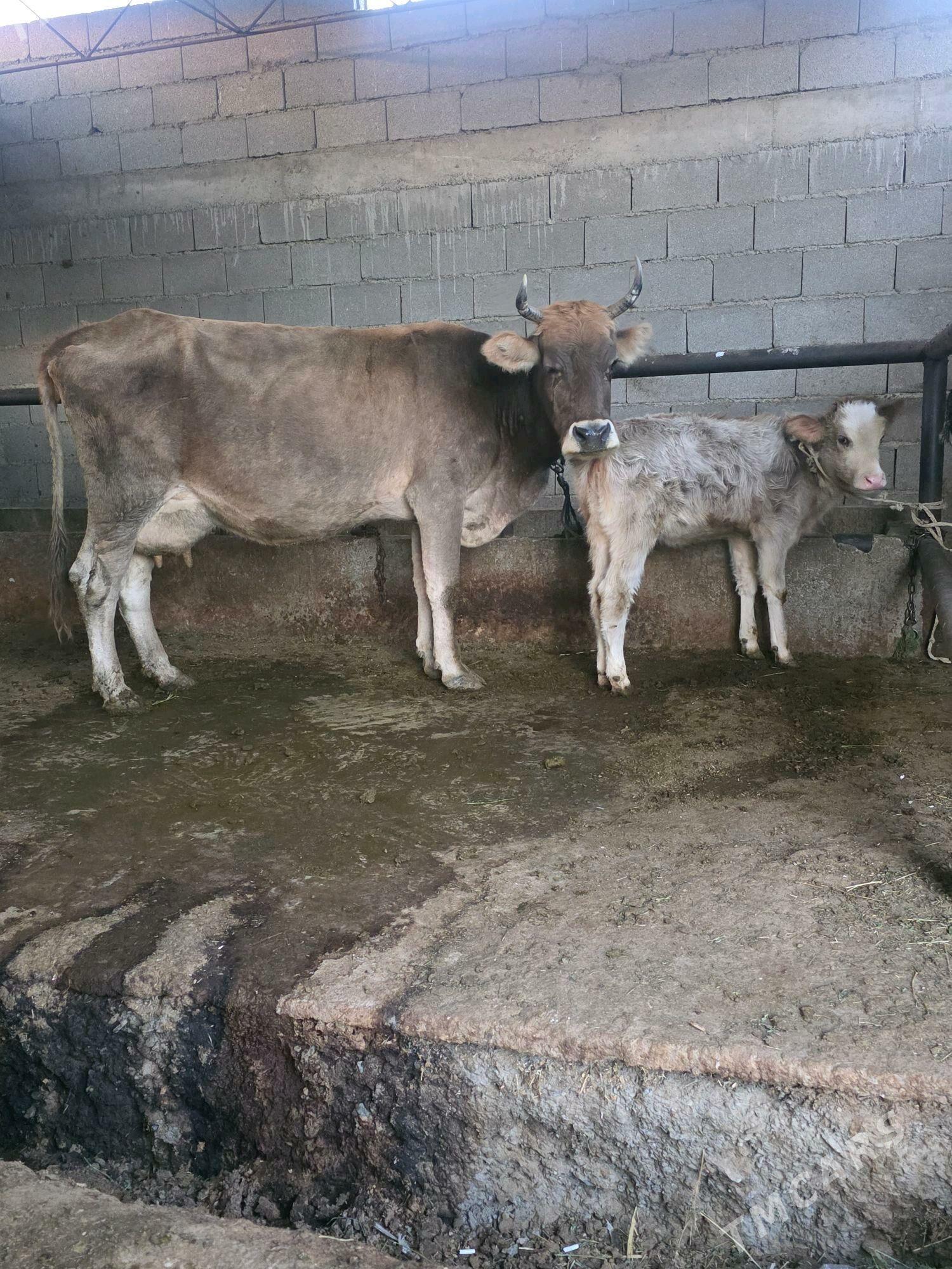 göleli sygyr - Bäherden - img 6