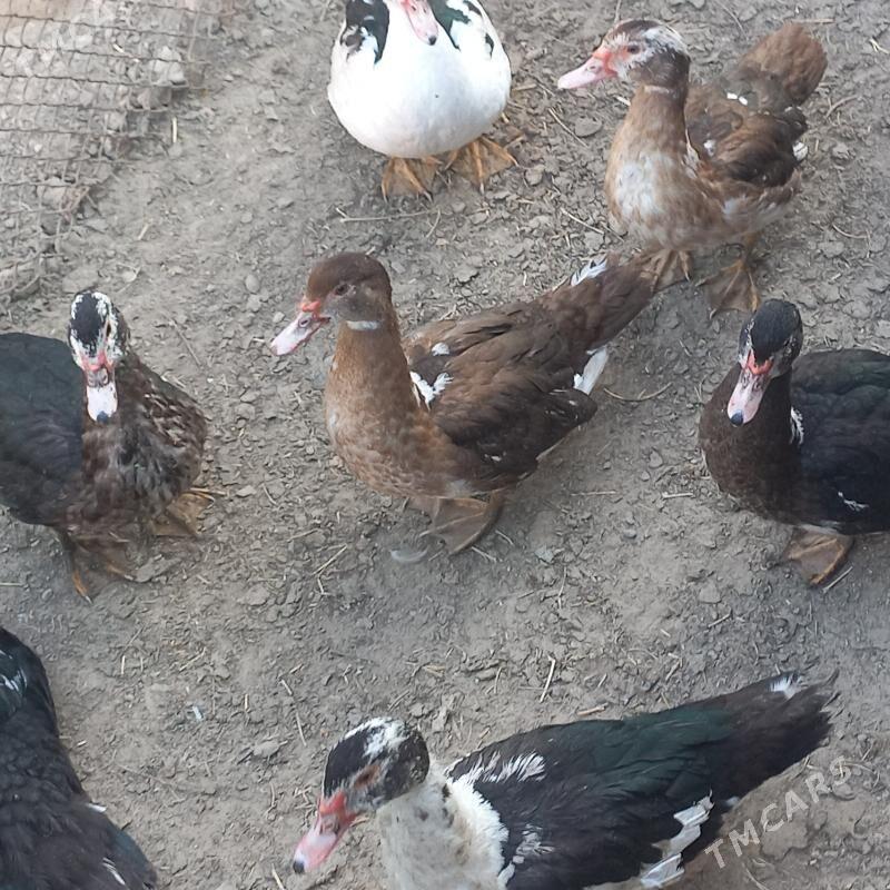 ördek - Ашхабад - img 1