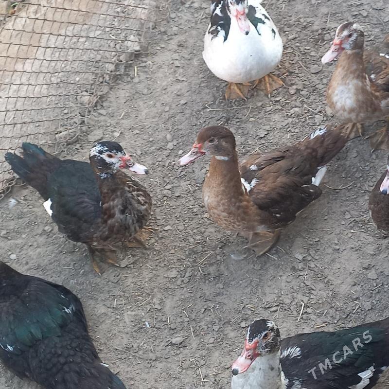 ördek - Aşgabat - img 3