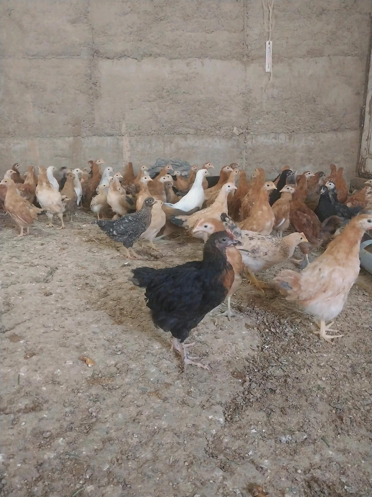 towuk juyje juje - Gökdepe - img 2