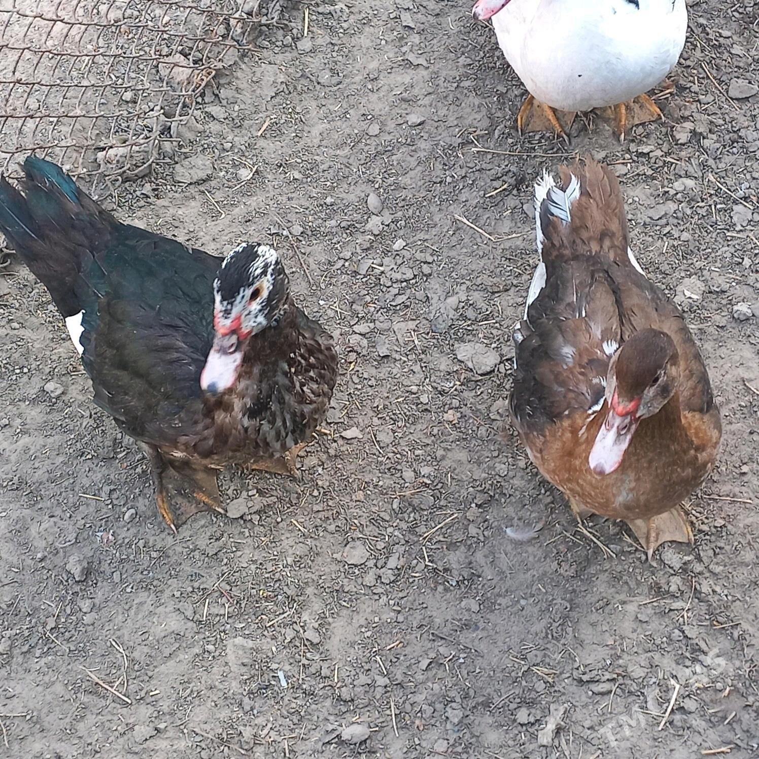 ördek - Aşgabat - img 2