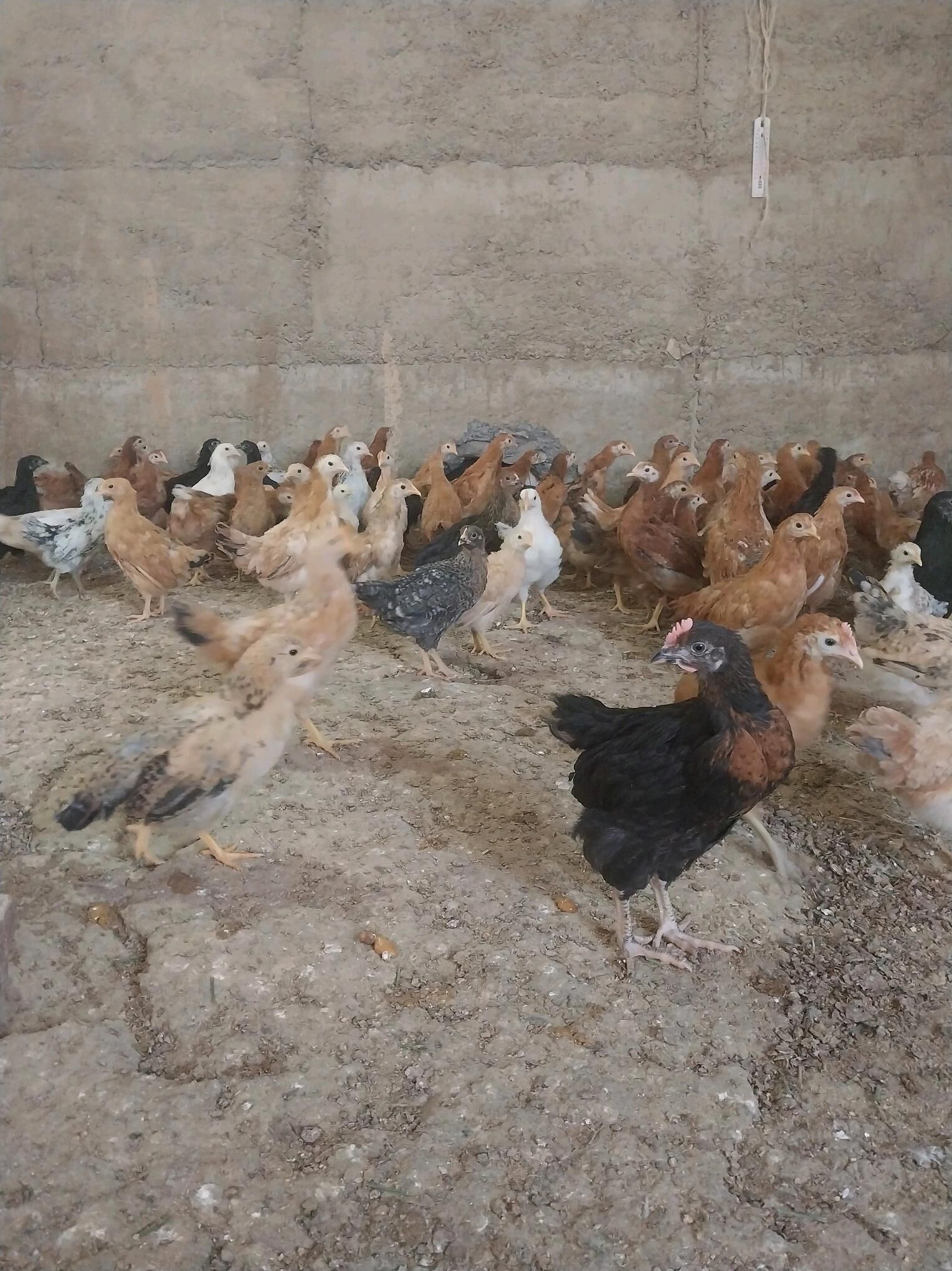 towuk juyje juje - Gökdepe - img 1