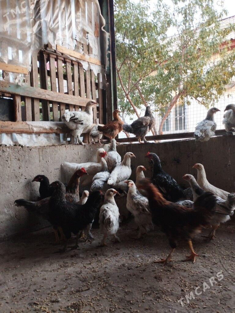 juyje - Балканабат - img 1