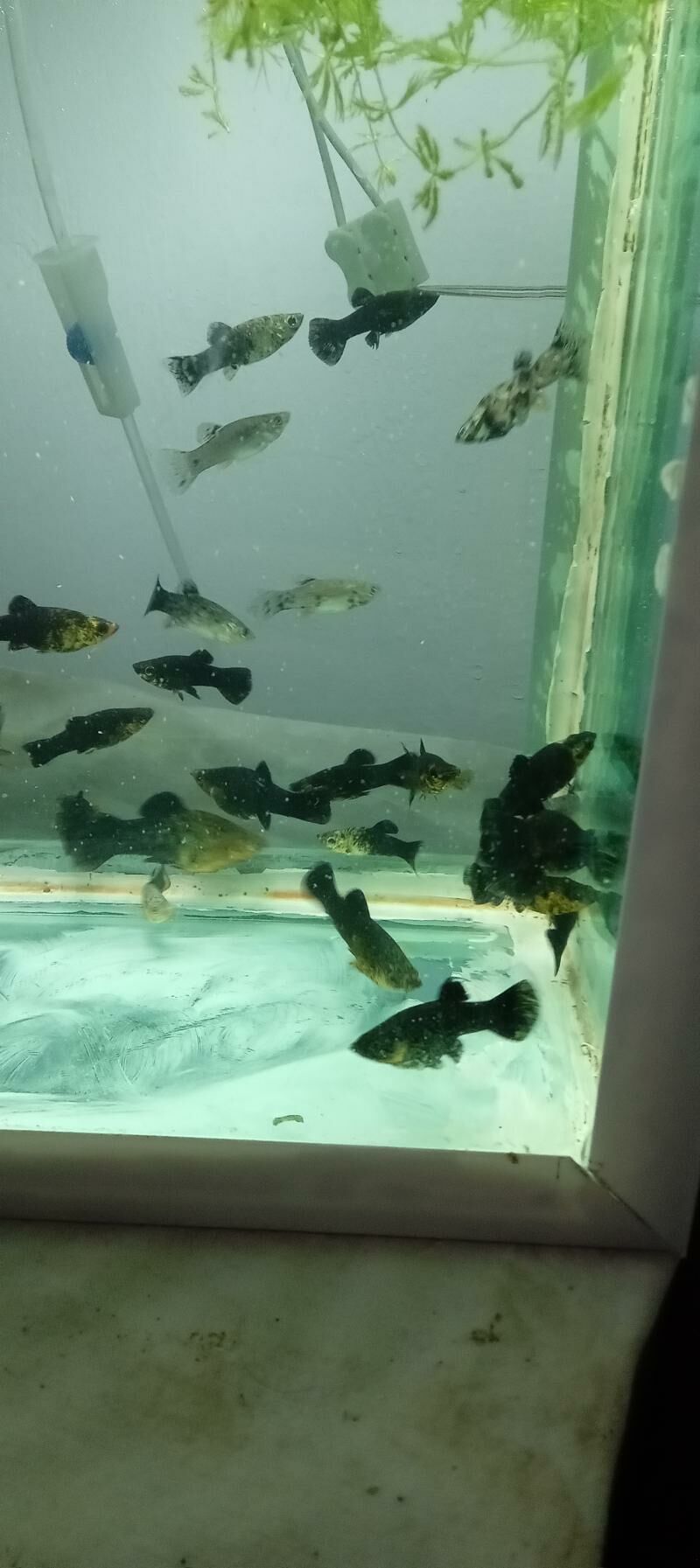 малинезии - Türkmenabat - img 3