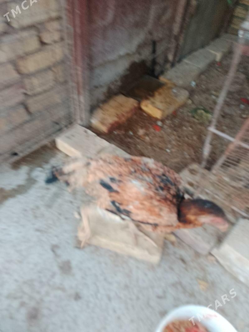 horaz - Türkmenabat - img 1