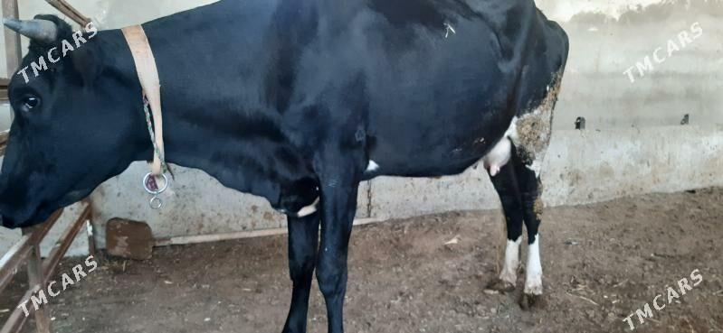 Sygyr goleli - Херрикгала - img 1