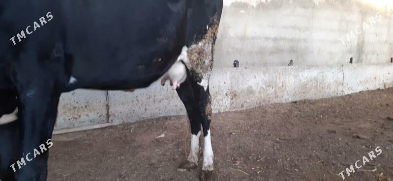 Sygyr goleli - Херрикгала - img 3