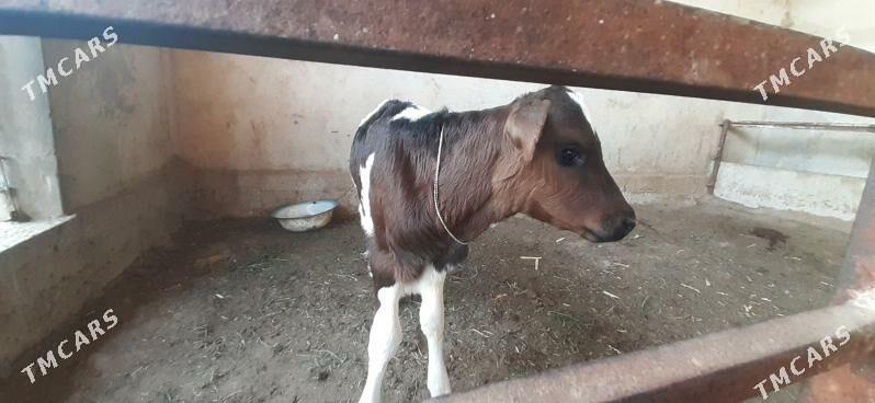 Sygyr goleli - Херрикгала - img 2