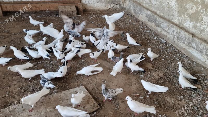 kepderi - Гёкдепе - img 2