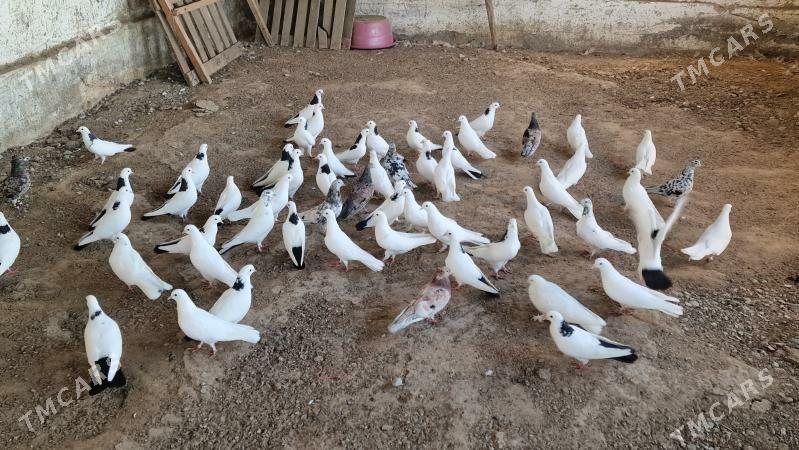 kepderi - Гёкдепе - img 1