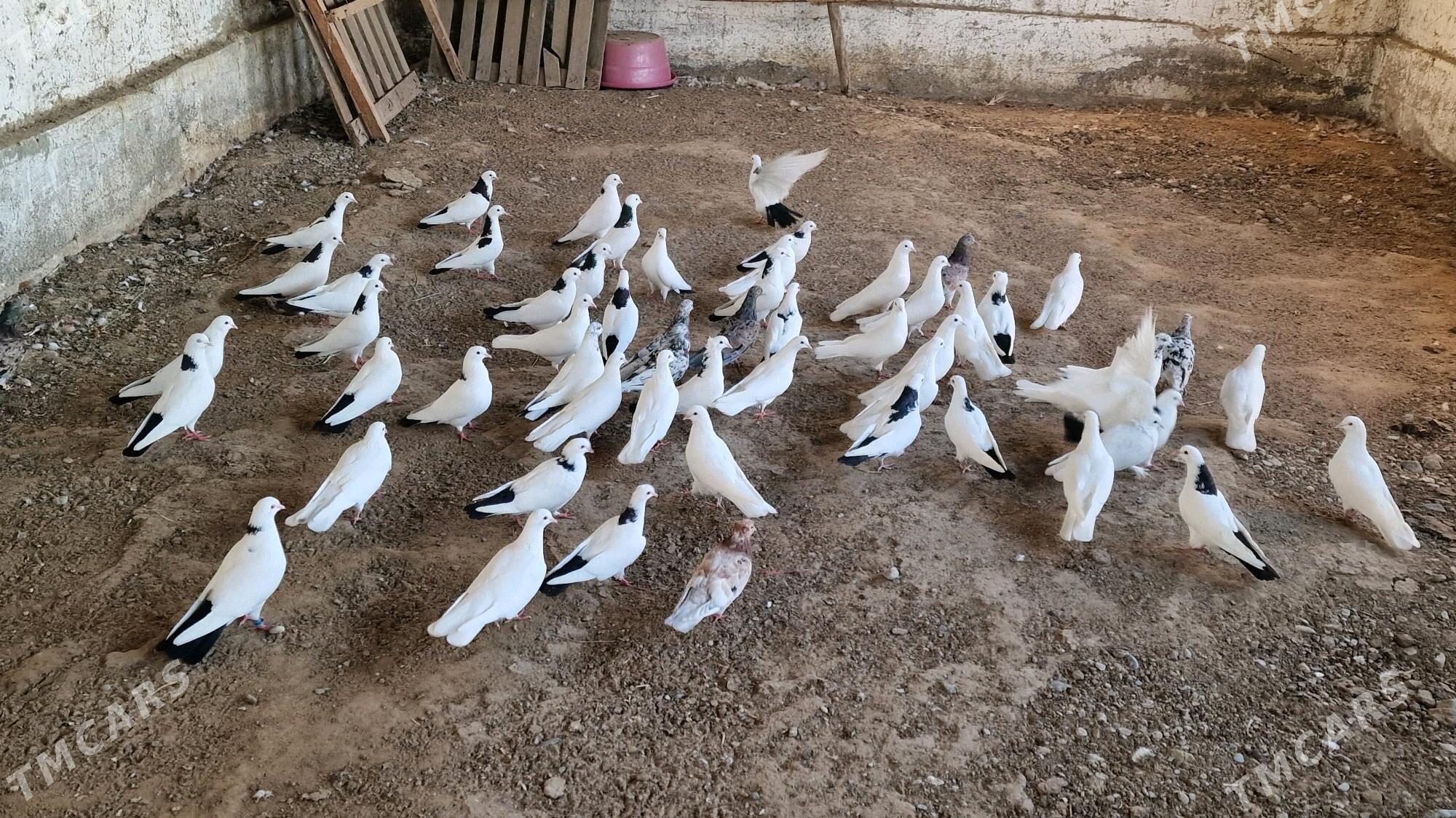 kepderi - Гёкдепе - img 4