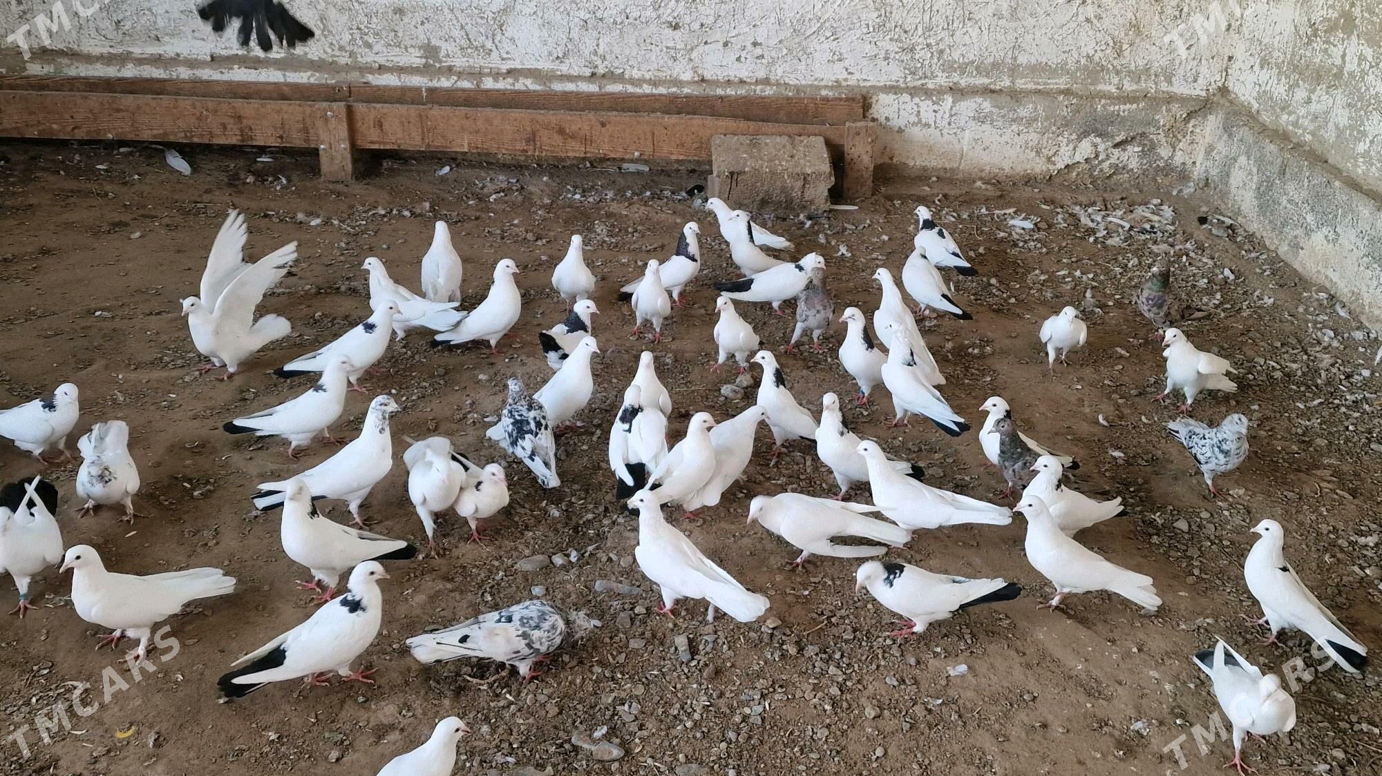 kepderi - Гёкдепе - img 3