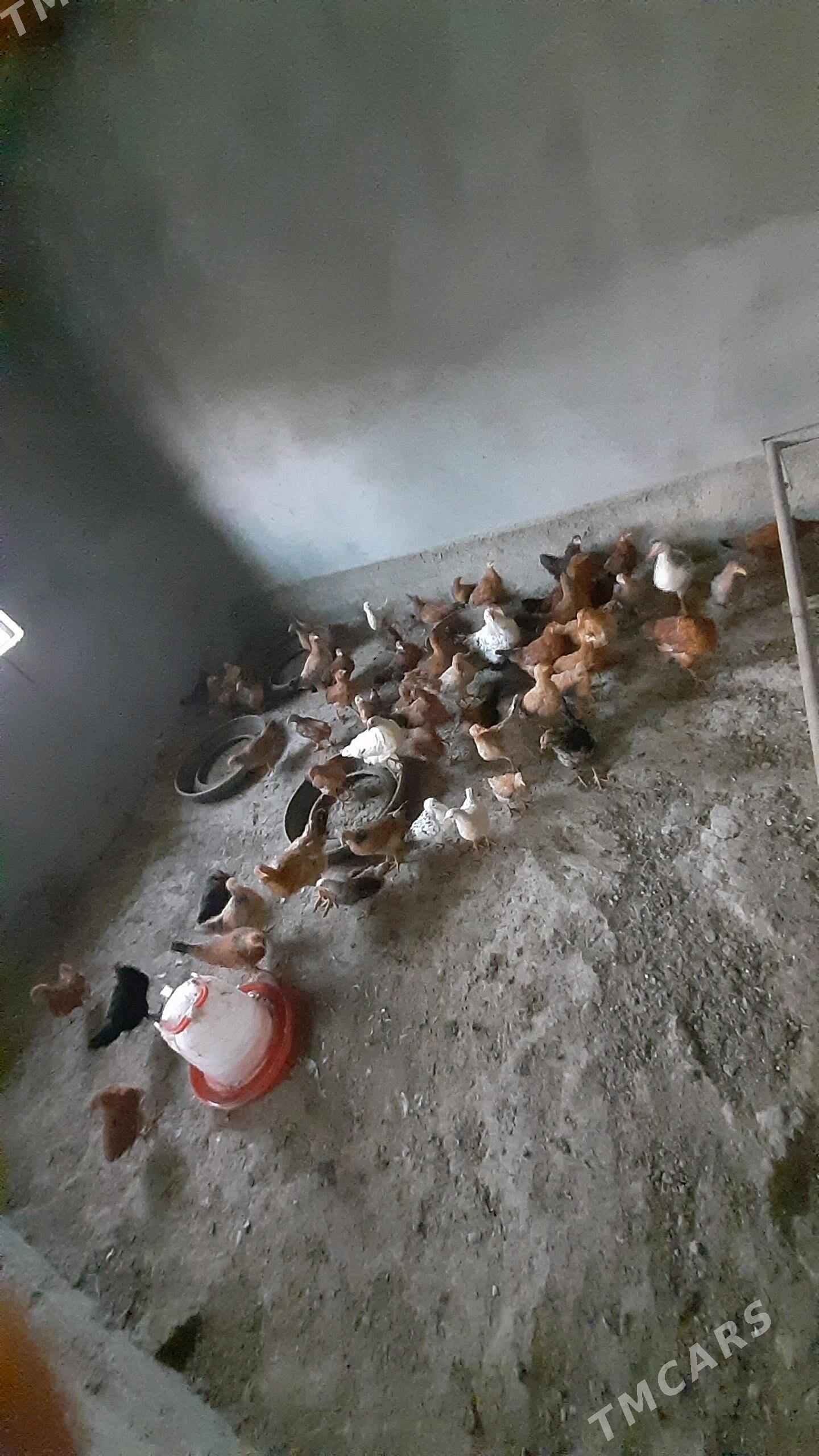 juyje 3-4 ay juyjeler 25 manat - Gökdepe - img 3