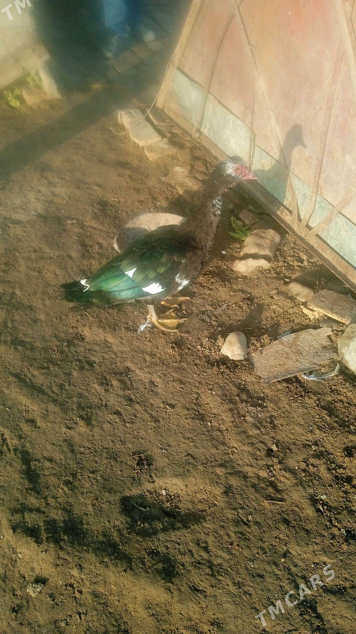 ordek - Сакарчага - img 1