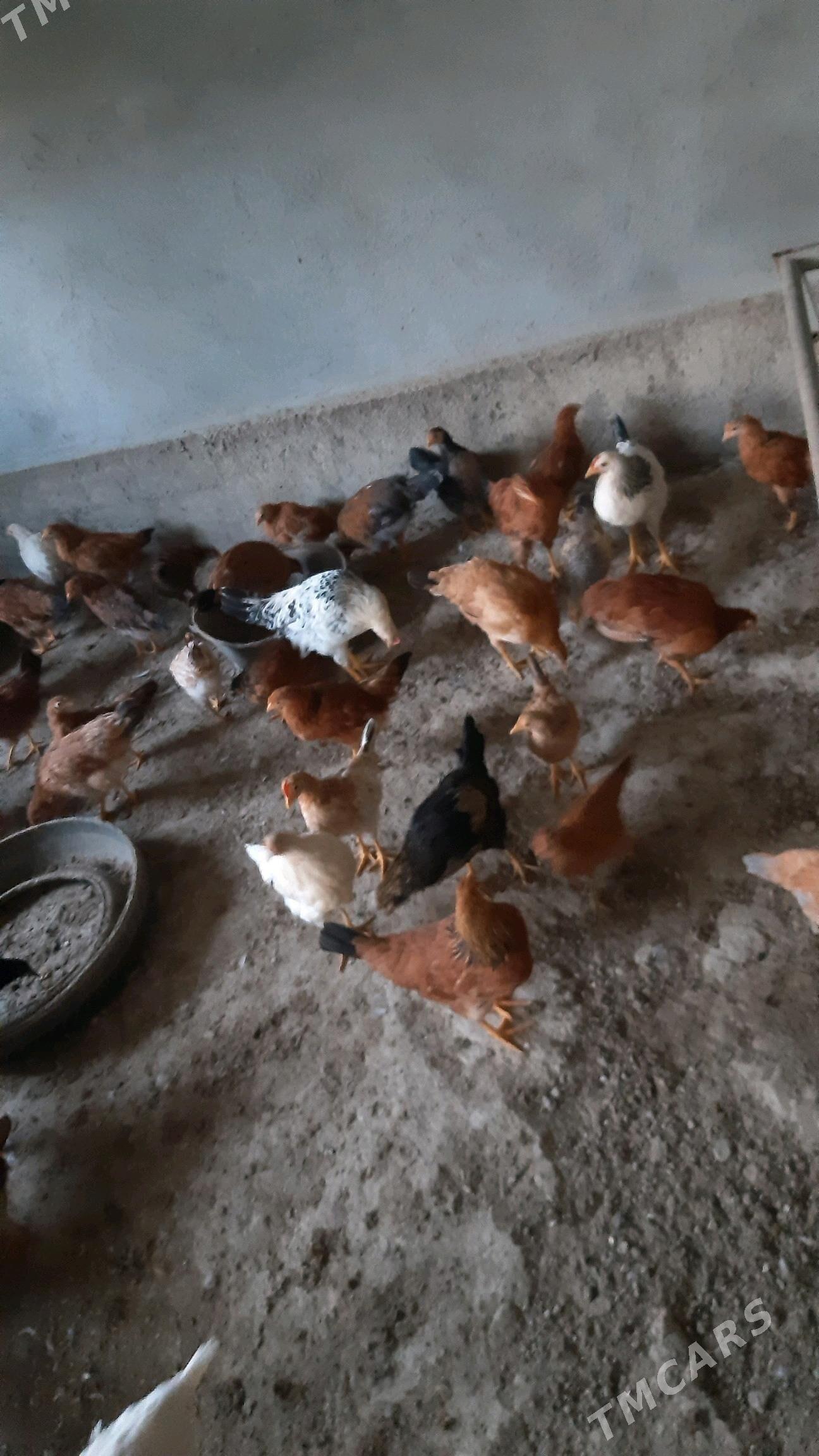 juyje 3-4 ay juyjeler 25 manat - Gökdepe - img 2