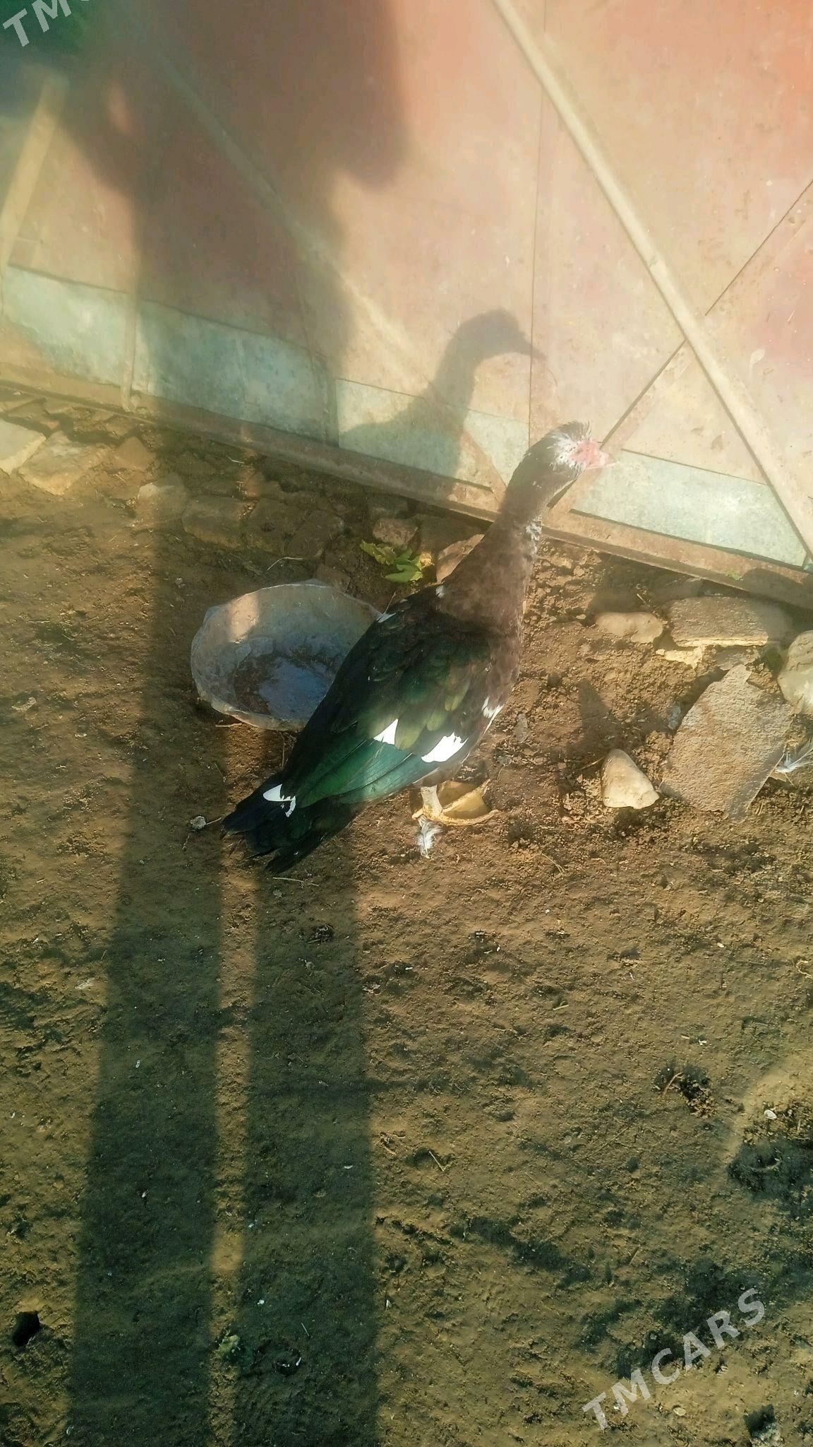 ordek - Сакарчага - img 2