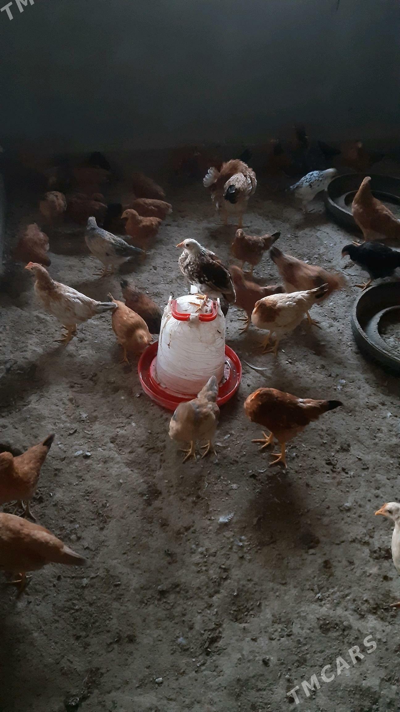 juyje 3-4 ay juyjeler 25 manat - Gökdepe - img 6