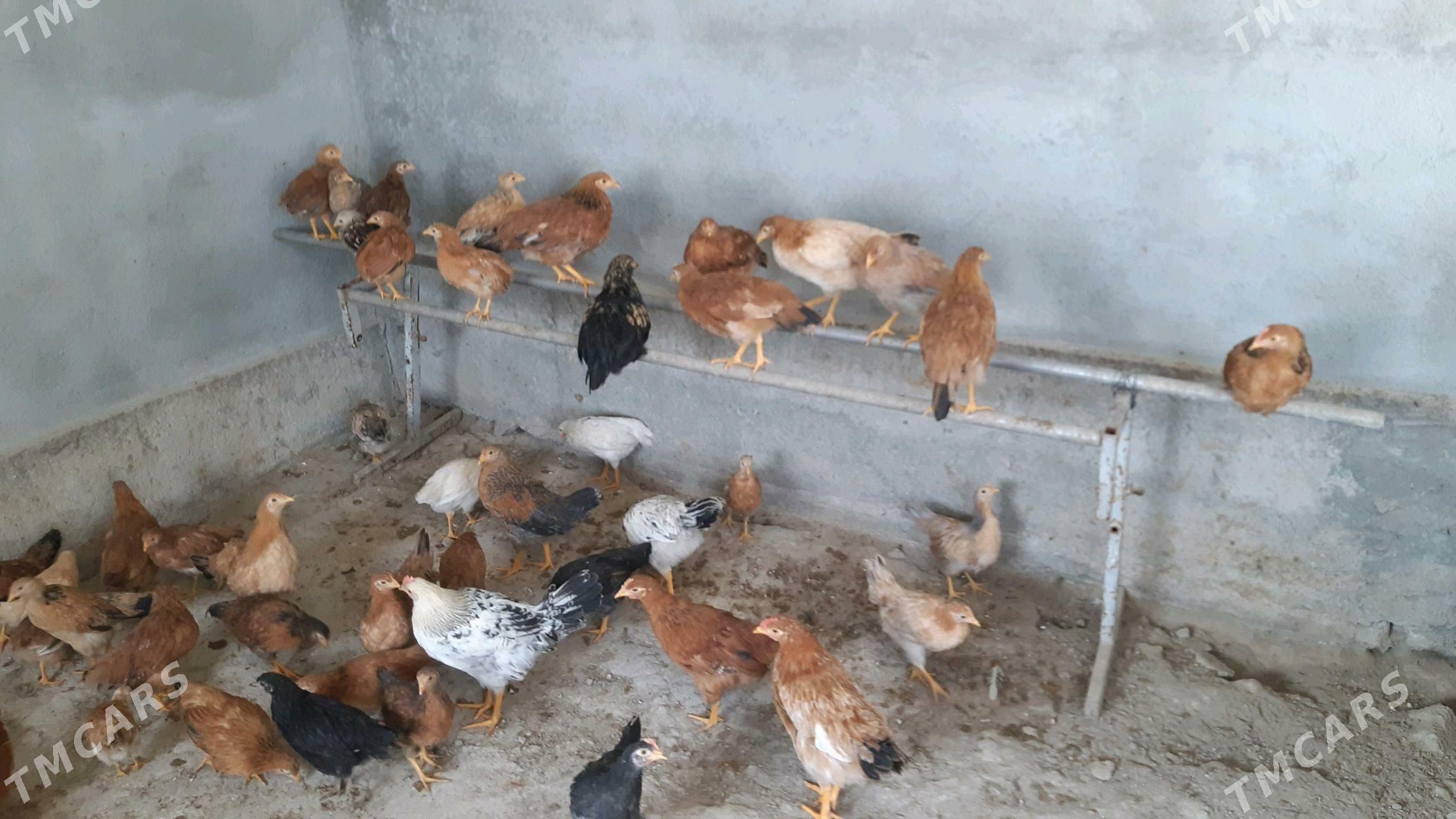 juyje 3-4 ay juyjeler 25 manat - Gökdepe - img 5