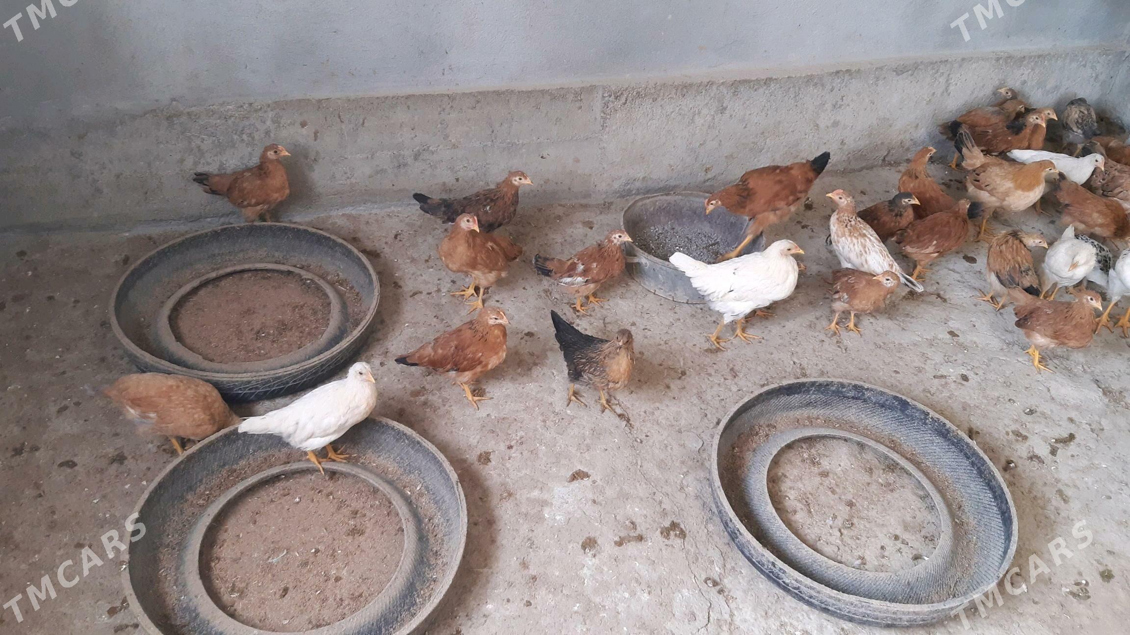 juyje 3-4 ay juyjeler 25 manat - Gökdepe - img 4