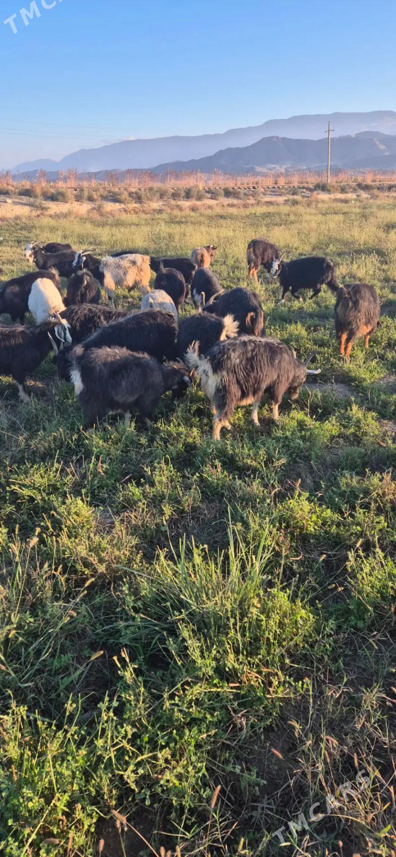 Geciler - Бахарден - img 4