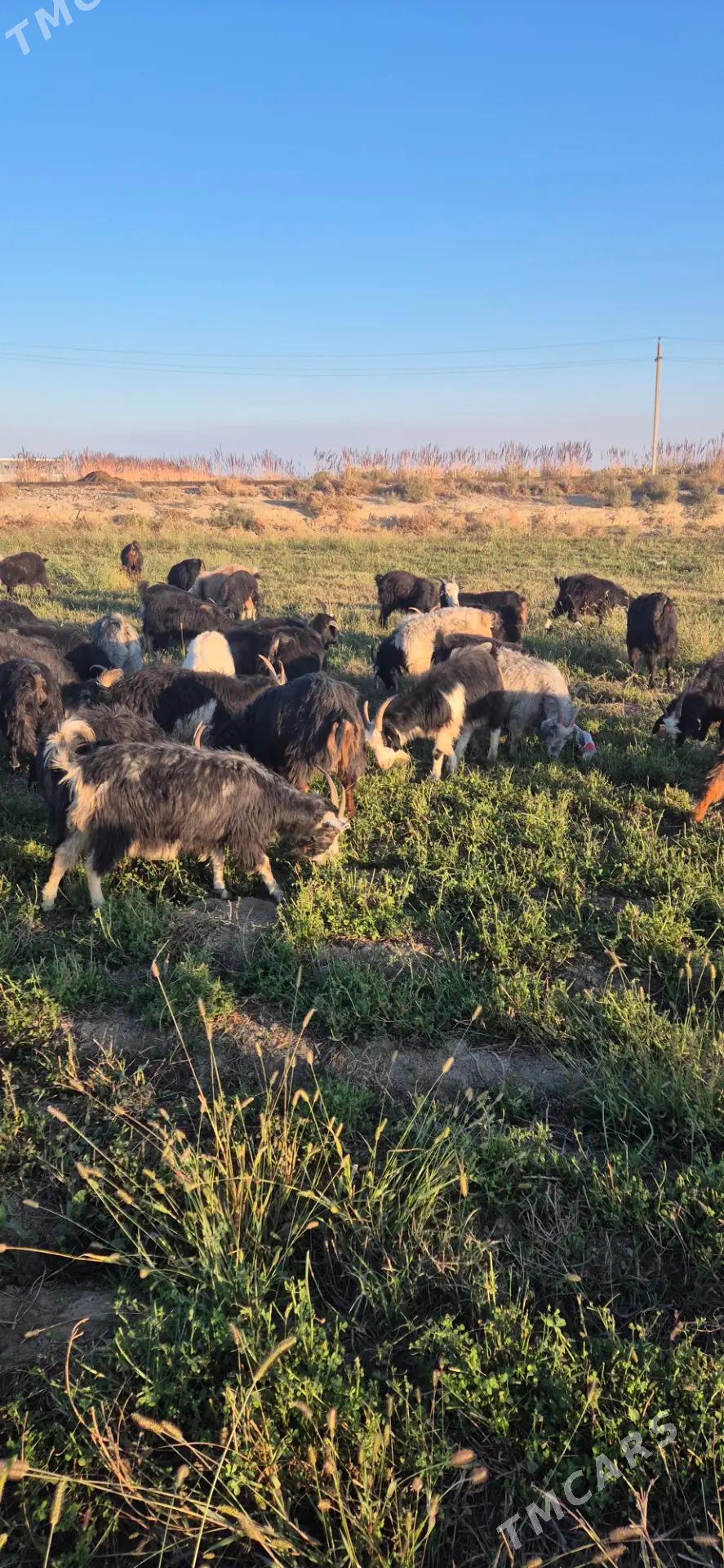 Geciler - Бахарден - img 1