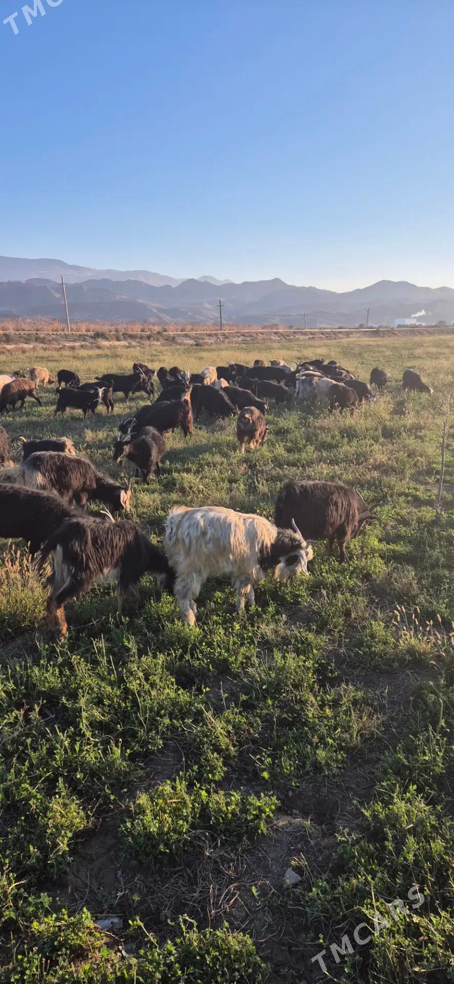 Geciler - Бахарден - img 2