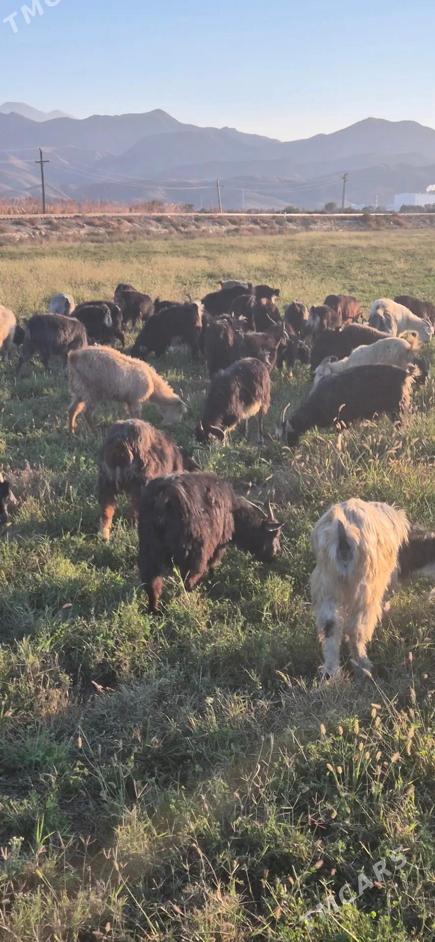 Geciler - Бахарден - img 3