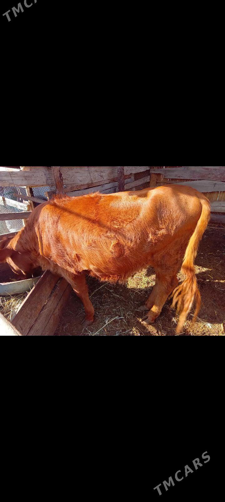 GULAJYN BAKYLAN - Мары - img 2