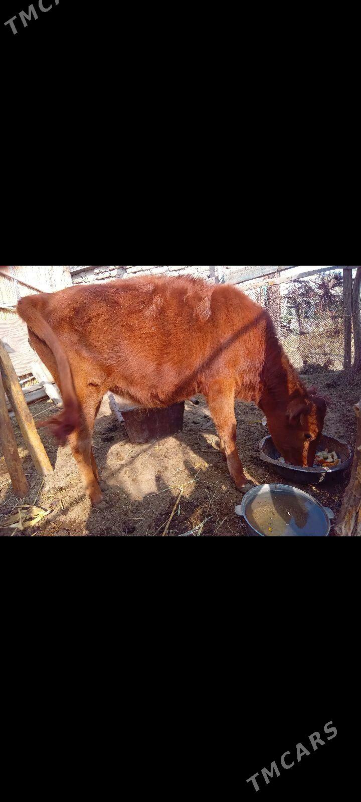 GULAJYN GOLE - Мары - img 1