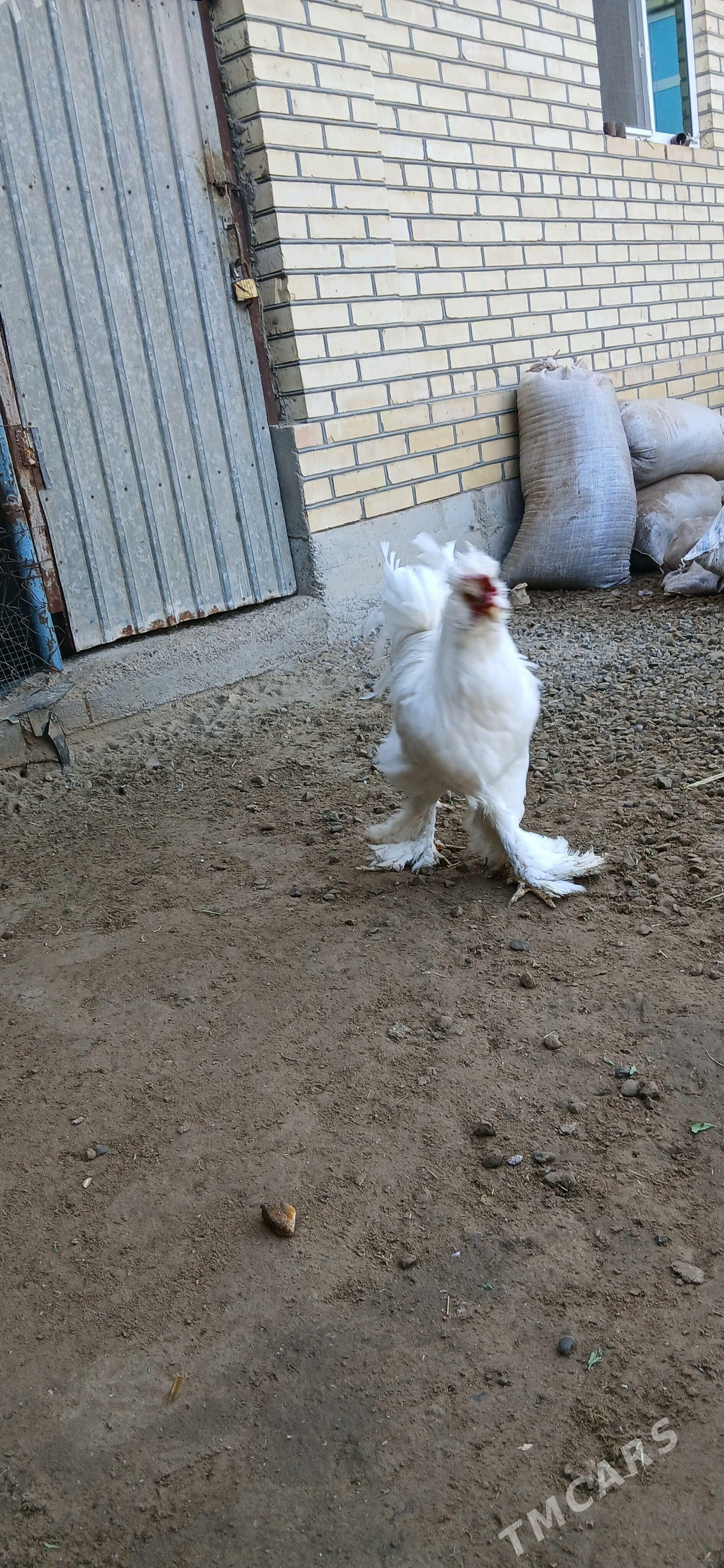 brama horaz - Векильбазар - img 2