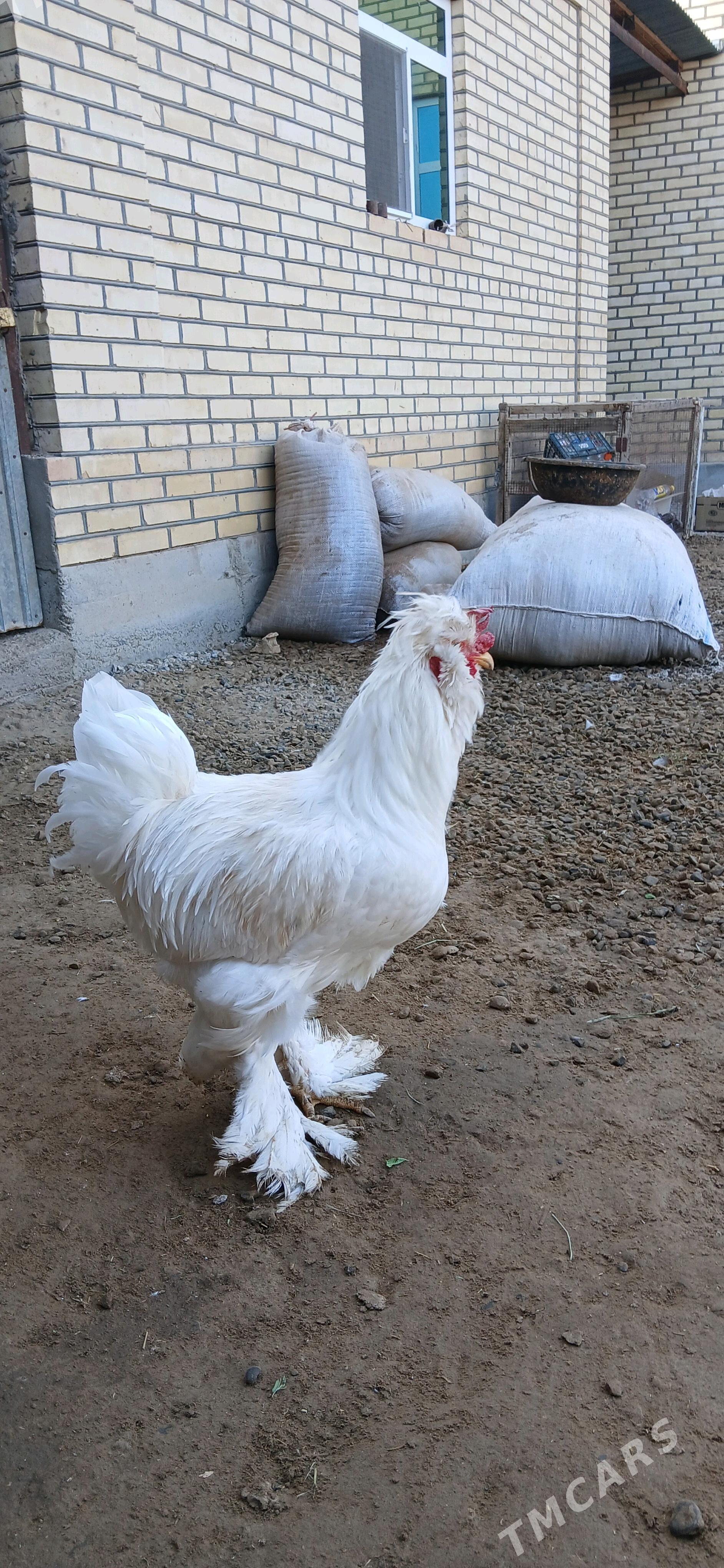 brama horaz - Векильбазар - img 3