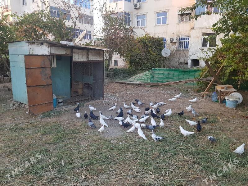 kepder - Туркменабат - img 3