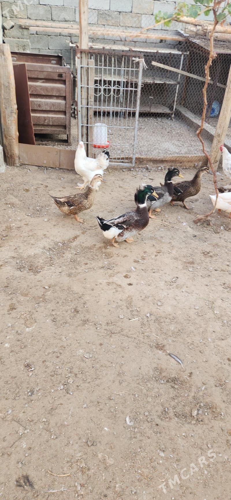 ordek - Чоганлы - img 2