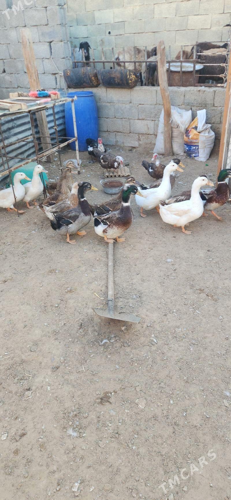 ordek - Чоганлы - img 1