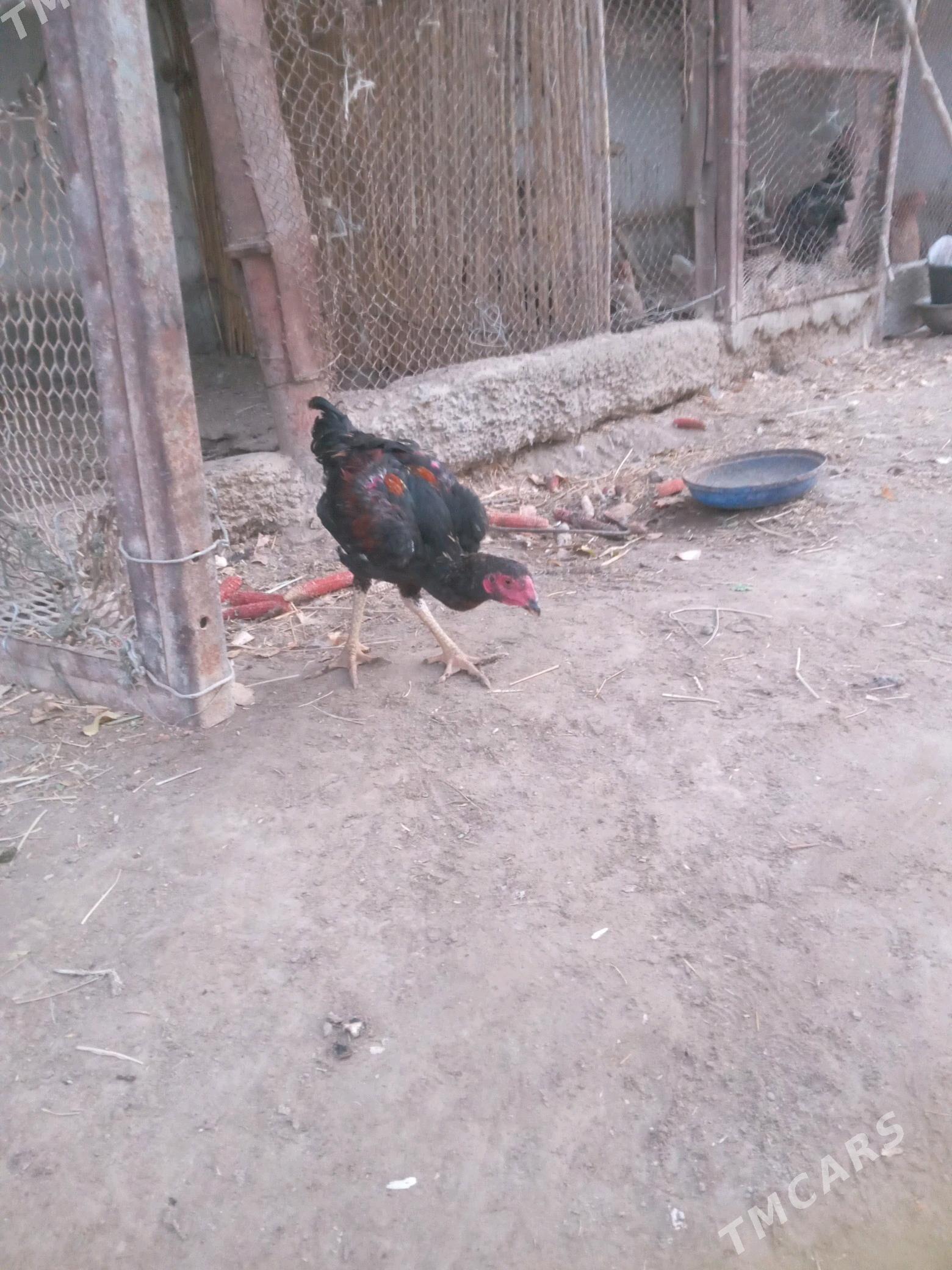 horaz - Фарап - img 2