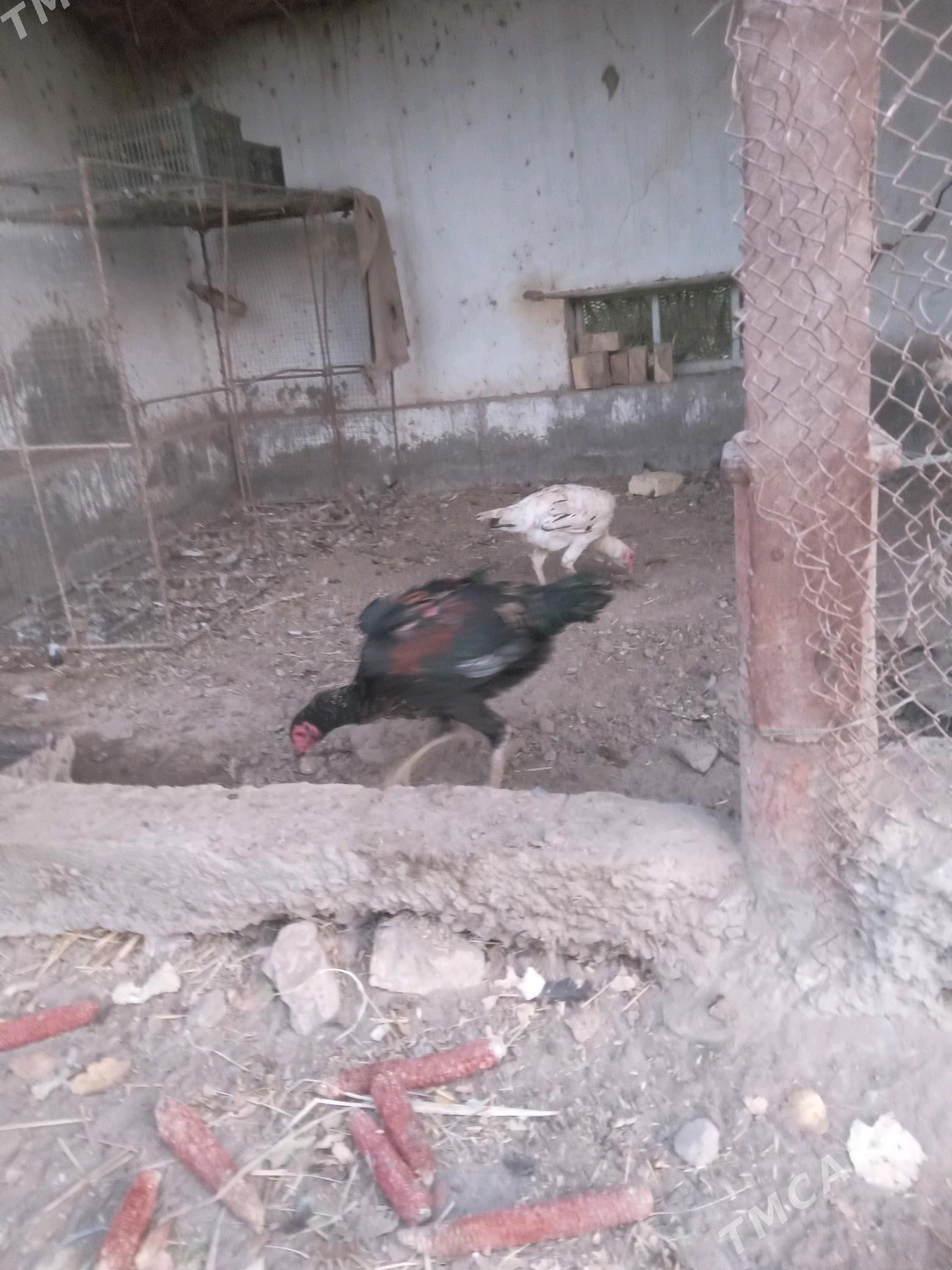 horaz - Фарап - img 3