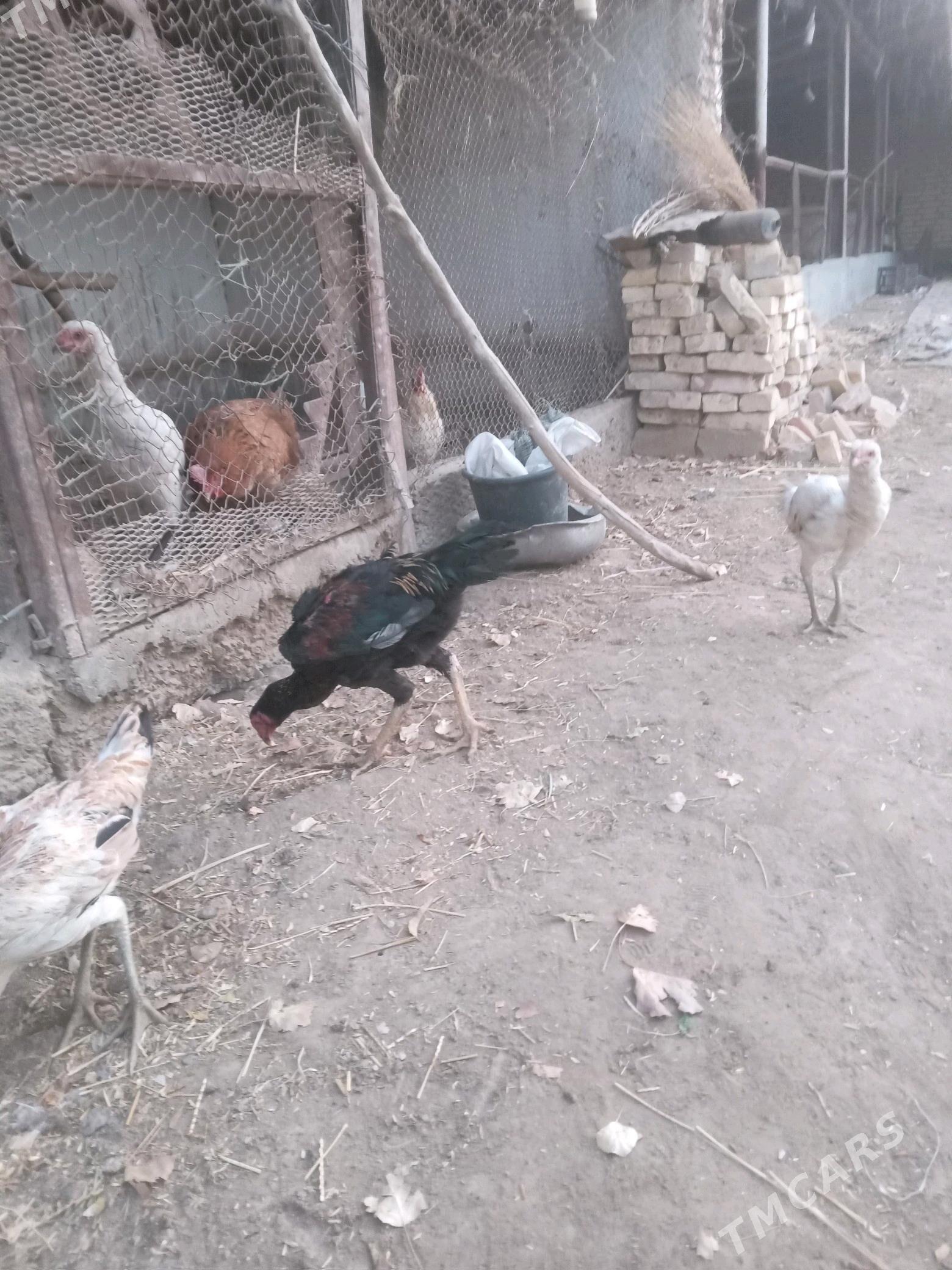 horaz - Фарап - img 4