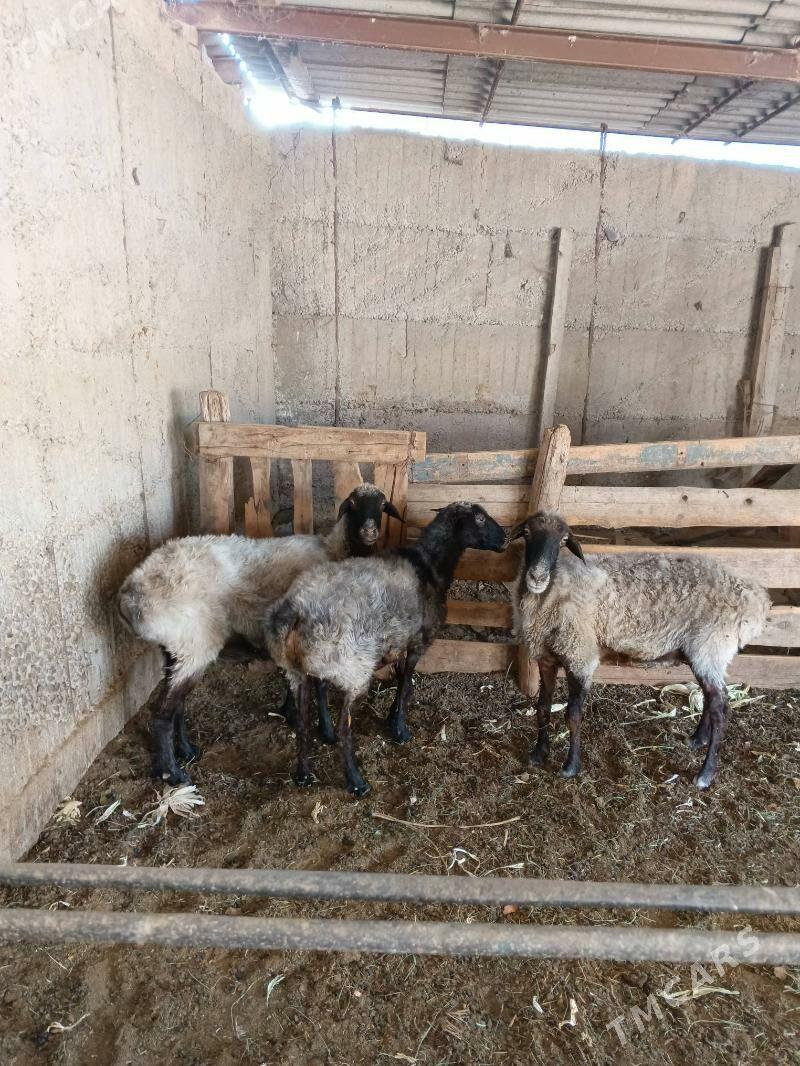 ENE GOYUNLAR - Ашхабад - img 1