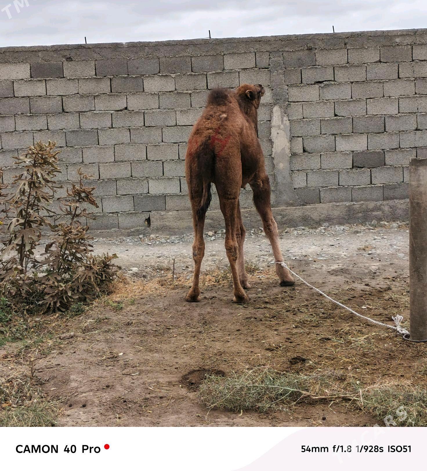 ogsyk - Gökdepe - img 3