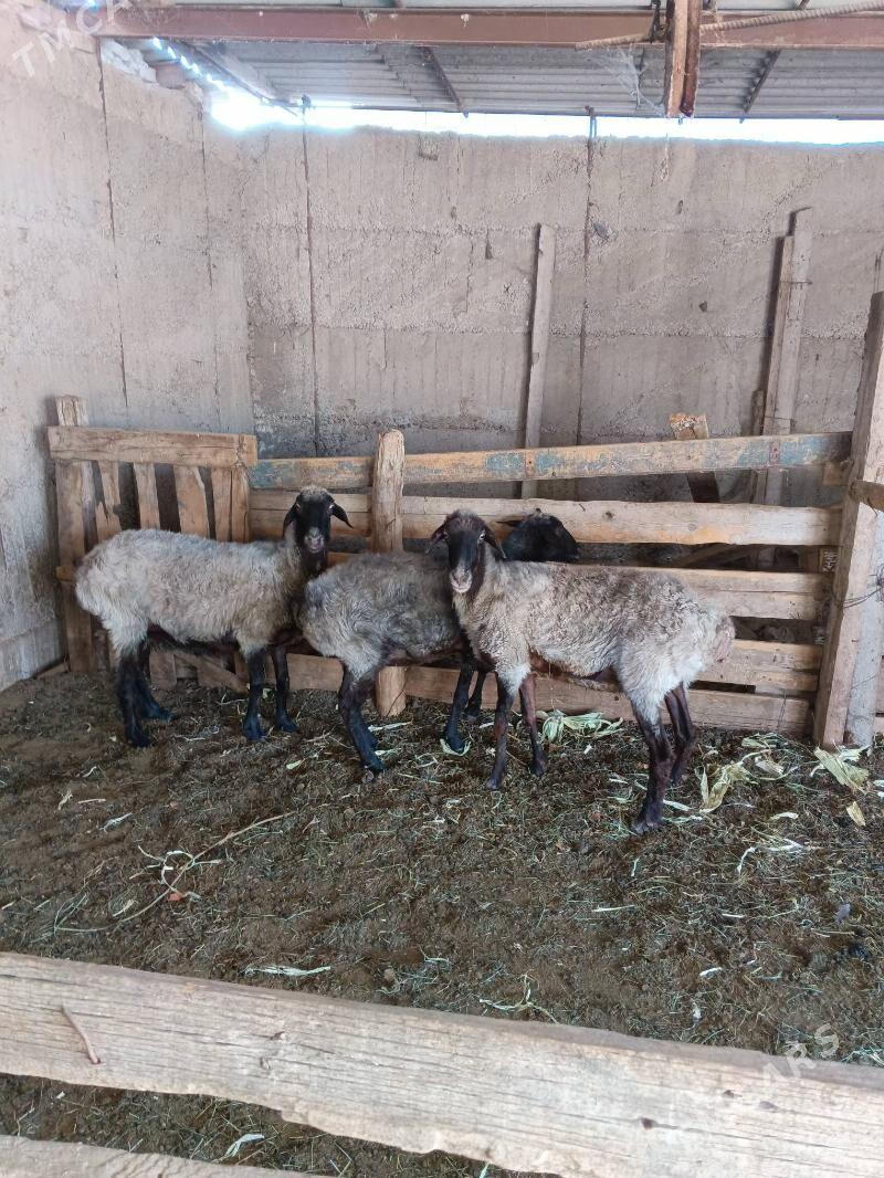 ENE GOYUNLAR - Ашхабад - img 2