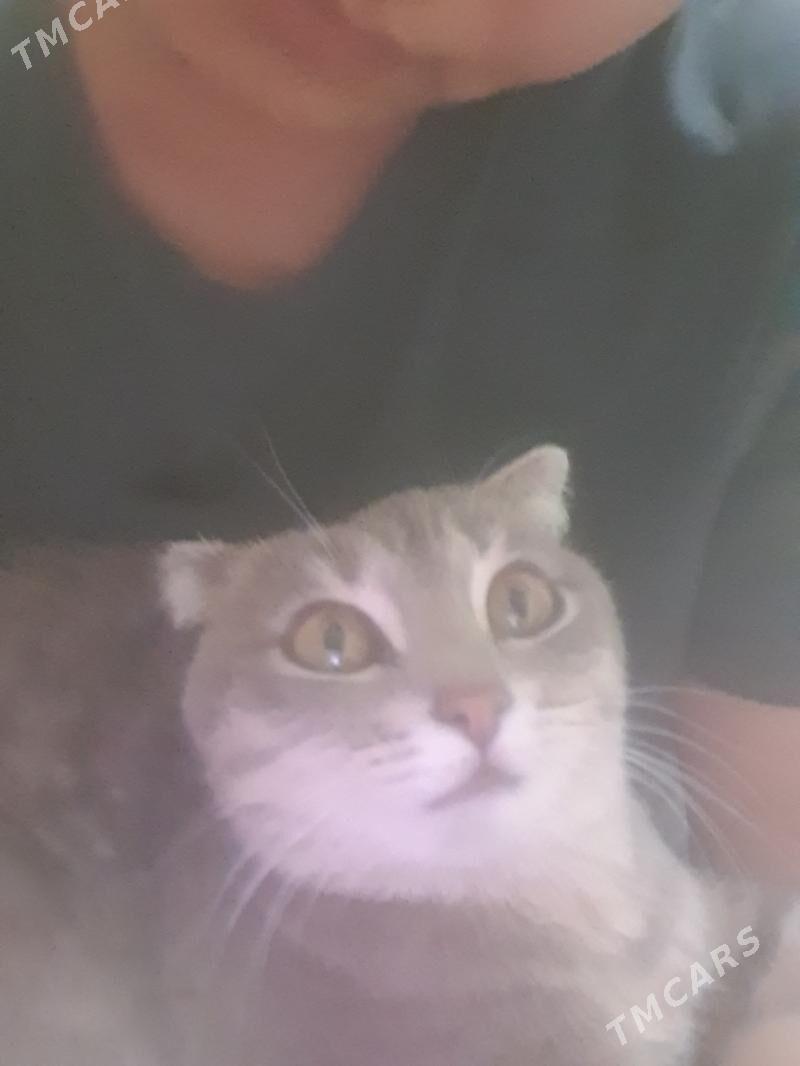 pishik - Дашогуз - img 2