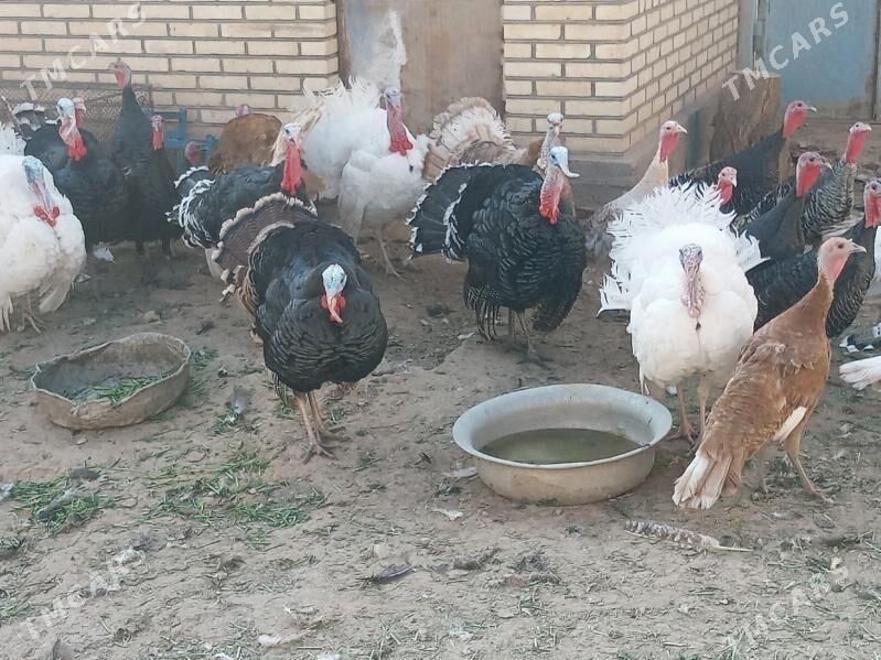 induk horaz - Байрамали - img 2