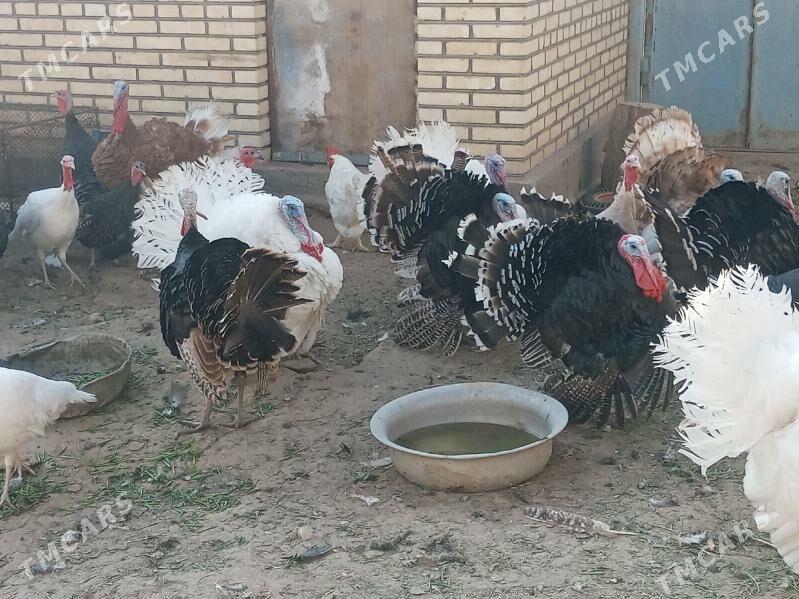 induk horaz - Байрамали - img 1