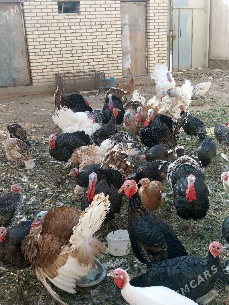 induk horaz - Байрамали - img 3