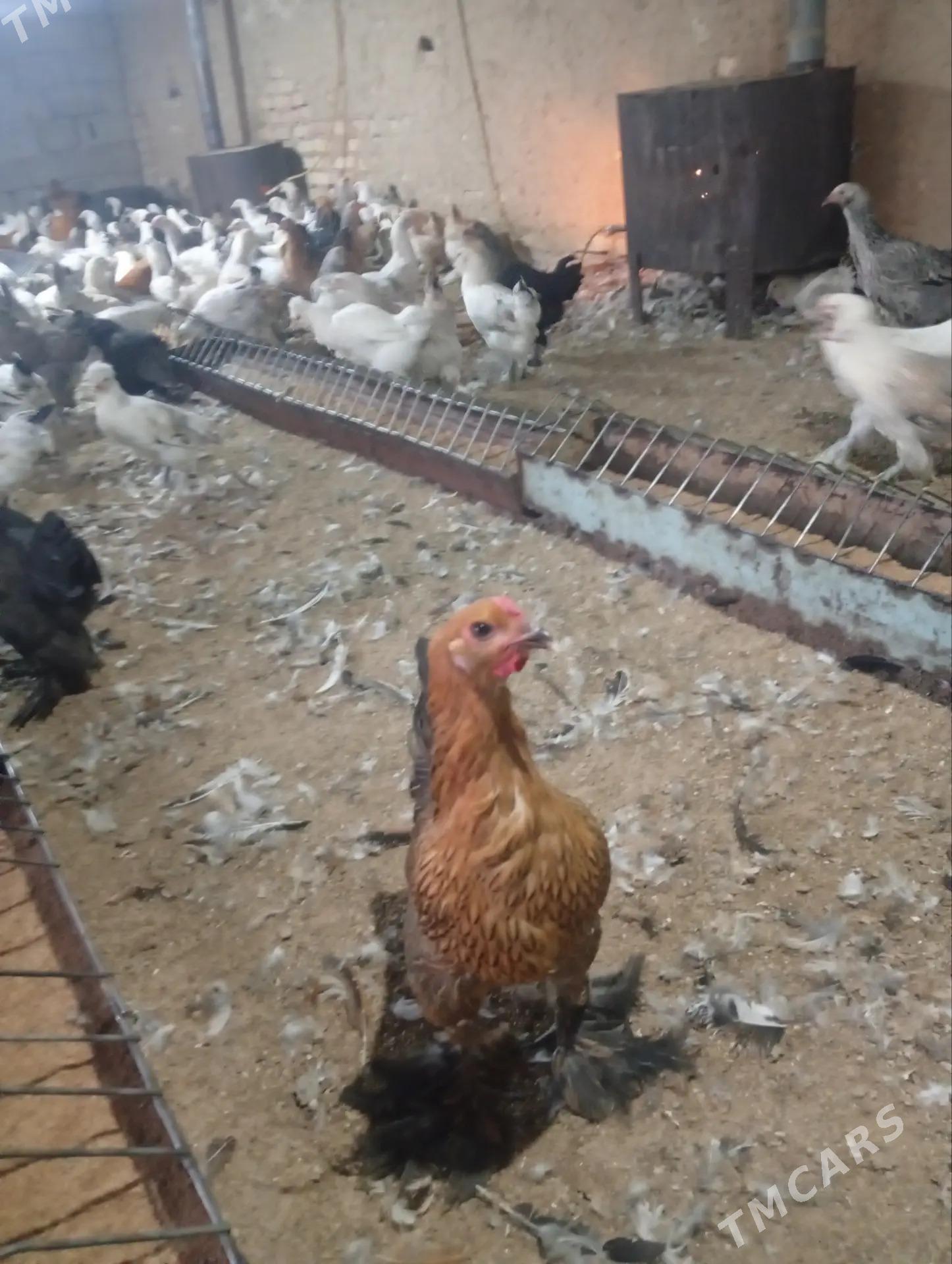 Towuk - Гёкдже - img 3