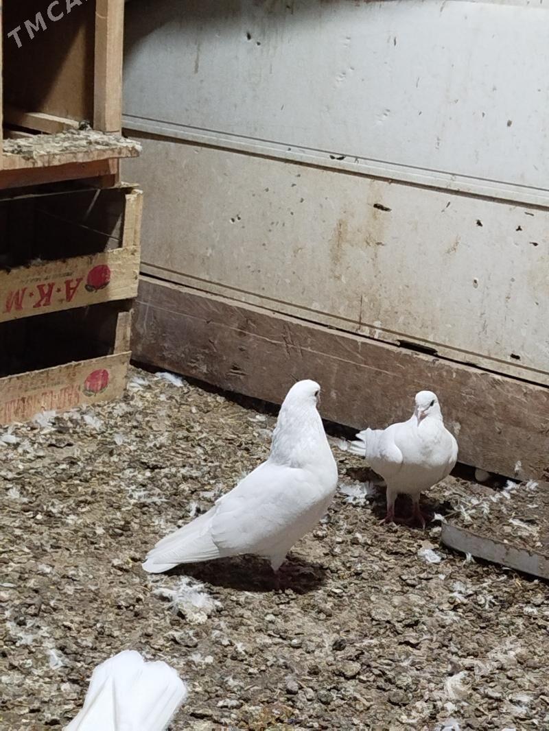 Kepderi - Aşgabat - img 3