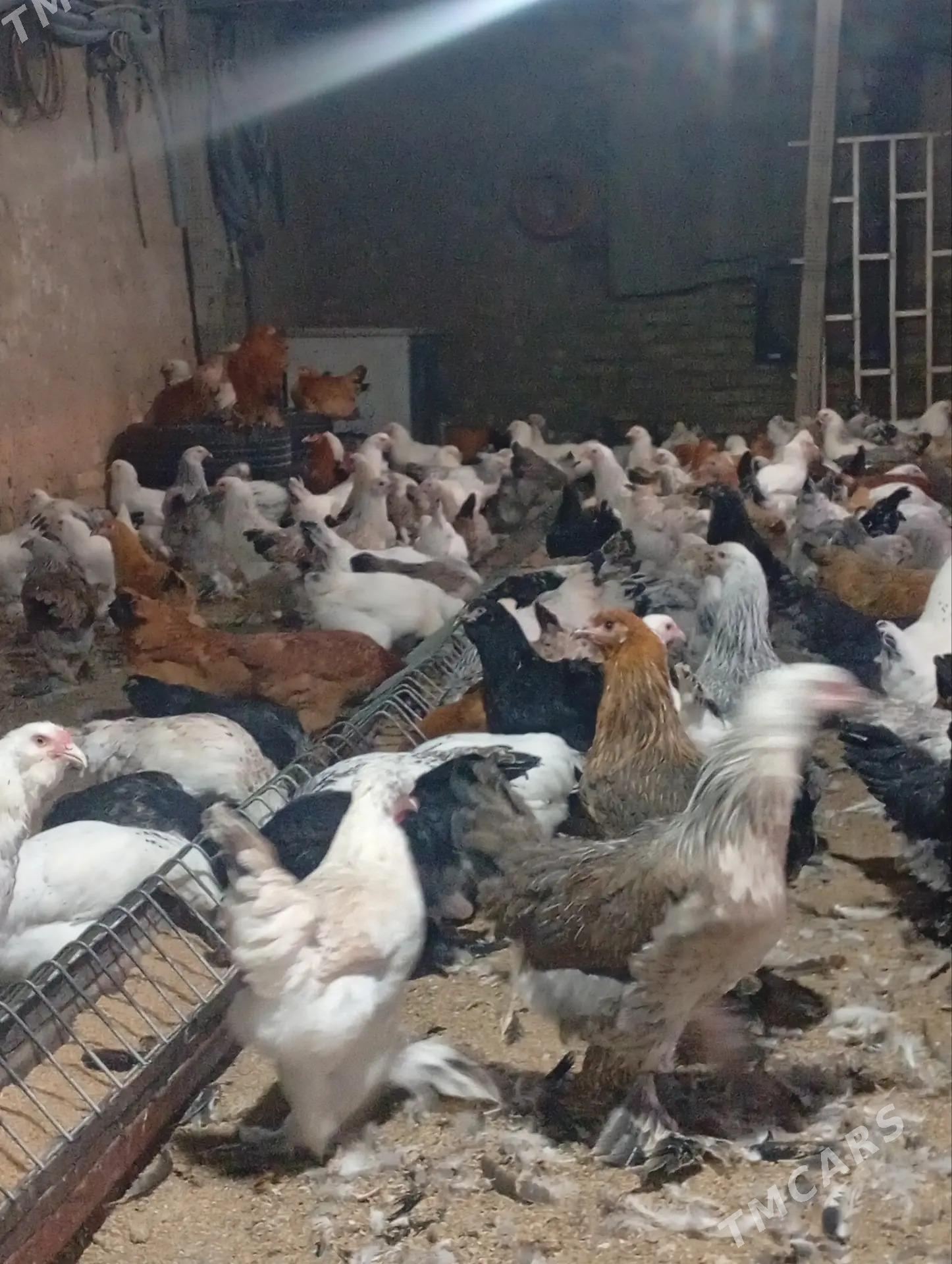 Towuk - Гёкдже - img 4