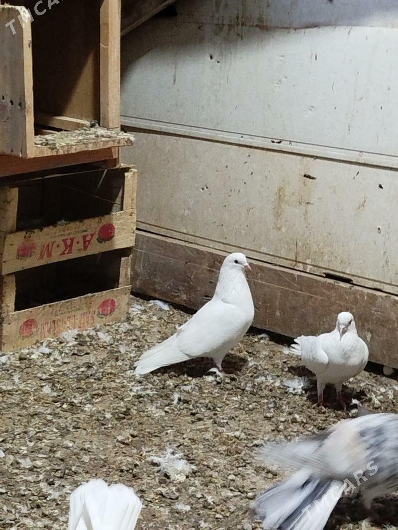 Kepderi - Aşgabat - img 1